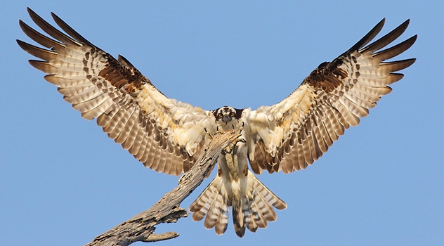 A bird in flight