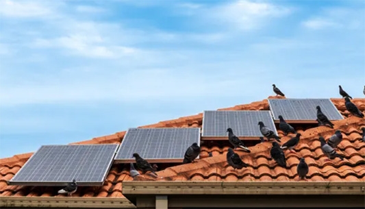 Birds on the roof